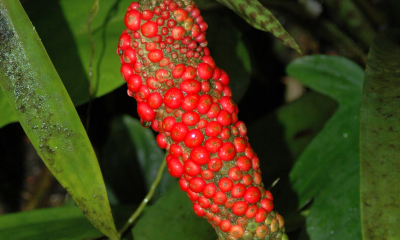 Anthurium schlechtendalii_plod