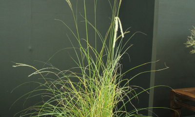 Kusamono z traviny Miscanthus na výstavě Taikanten