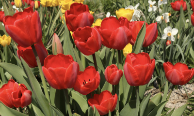 Tulipán zahradní - Tulipa × gesneriana. Tulipány jsou ekonomicky nejvýznamnějším rodem cibulnatých rostlin na světě. Jedná se o křížence neznámých druhů z Malé Asie, který se od 16. století pěstuje v mnoha odrůdách v Evropě. Občas zplaňuje.