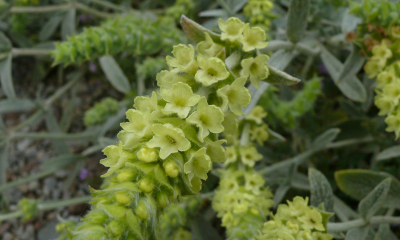 Sideritis syriaca