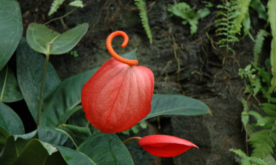 Anthurium scherzerianum