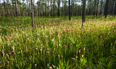 Sarracenia leucophylla