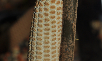 Zamia standleyi