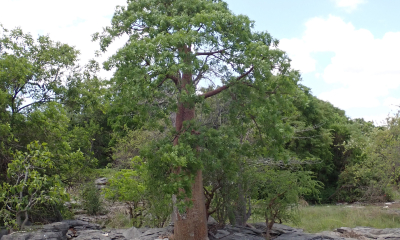 Adansonia fony var. rubrostipa u jezírka: V národním parku Namoroka naleznete i mnoho jezírek. Toto zdobí krásný exemplář baobabu Adansonia fony var. rubrostipa.