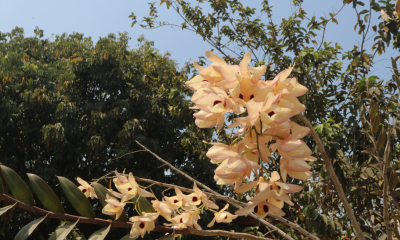 Kvetoucí Dendrobium pulchellum