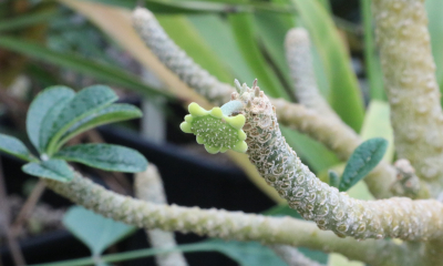 Dorstenia gigas