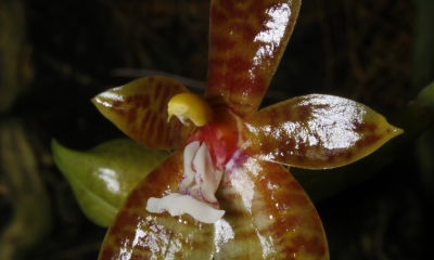 Phalaenopsis cornu-cervi 