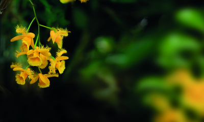 	Dendrobium harveyanum