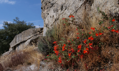 Zaušnérie (Zauschneria cf. californica) na skalním výchozu v oblasti národního parku Sequoia v Kalifornii