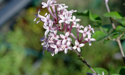 Syringa meyeri Palibin