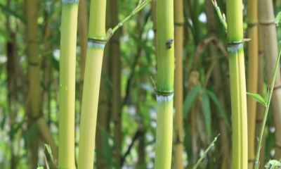 Phyllostachys aureosculcata Aureocaulis