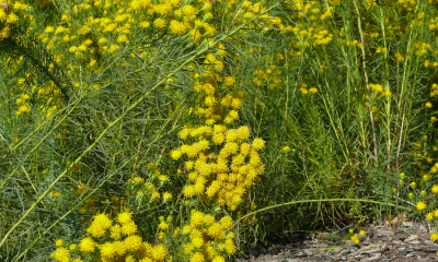 Aster linosyris