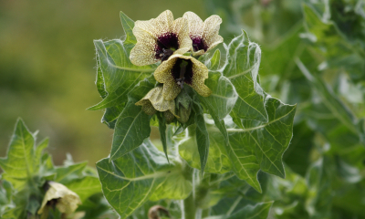 Hyoscyamus niger