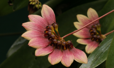 Bulbophyllum lepidum