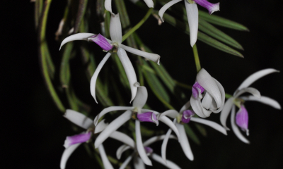 Leptotes bicolor je doma v subtropických lesích jižní Brazílie a Paraguaye. Květy a plody této orchideje místní lidé přidávají do mléka a zmrzliny jako náhražku vanilky.
