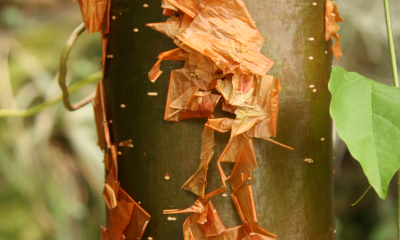 Kmínek březule (Bursera simaruba)