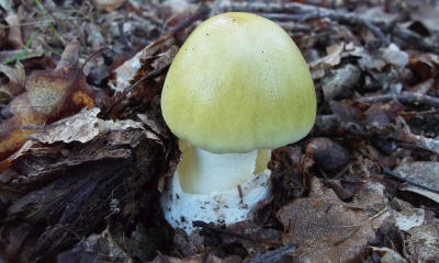 Muchomurka zelená / Amanita phalloides, autor fotografie Lubomír Opat