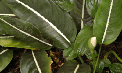 Aglaonema costatum