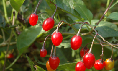 Solanum dulcamara