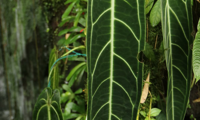 Anthurium warocqueanum