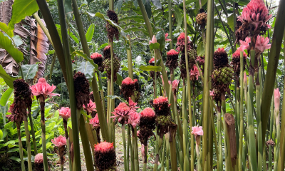 Etlingera elatior, Queen Sirikit Botanic Garden, Thajsko