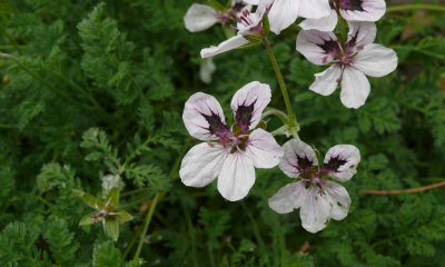 Erodium petraeum ssp. glandulosum