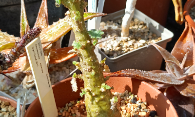 	Dendrosicyos socotrana