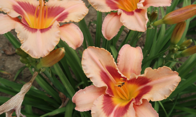 Hemerocallis hybr. CZ Astoria