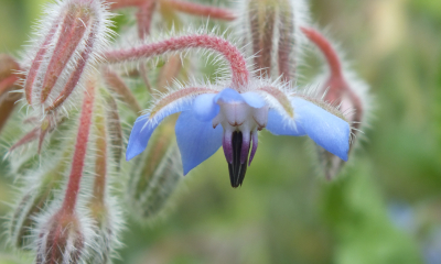 Borago officinalis