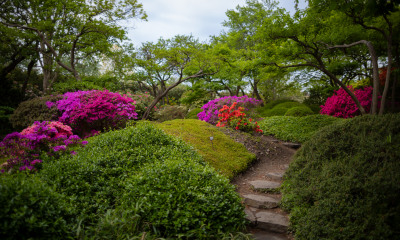 Rododendrony v Japonské zahradě.