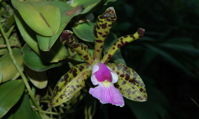 Cattleya aclandiae
V přírodě tato drobná Cattleya roste v Brazílii, ve státě Bahia na pobřeží Atlantiku. Má jen velmi malý areál v okolí města Salvador, roste v sezónně suchých lesích v nadmořské výšce 100-400 metrů. Patří mezi velmi ohrožené druhy. 