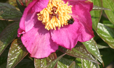 Paeonia mairei