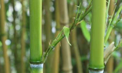 Phyllostachys aureosculcata Aureocaulis