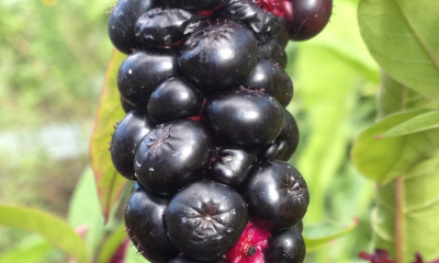 Phytolacca americana