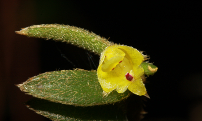 Trichotosia microphylla