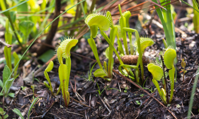 Dionaea muscipula