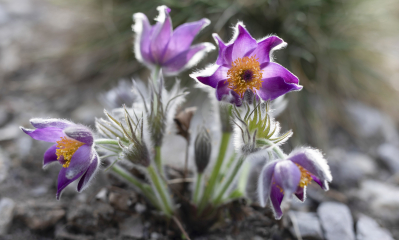 	Pulsatilla patens