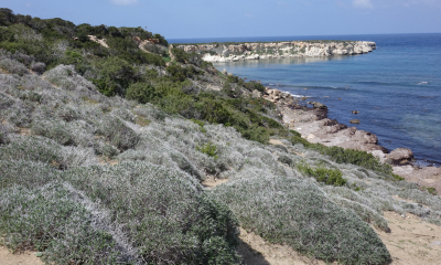Svah s křovitou mateřídouškou Thymus capitatus na pláží Lara, polostrova Akamas