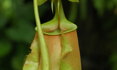 Nepenthes bicalcarata