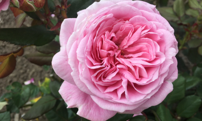 Růže kultivaru Rosengräfin Marie Henriette