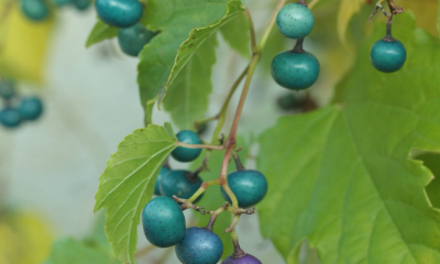 Netradicne zbarvene plody revovniku - Ampelopsis