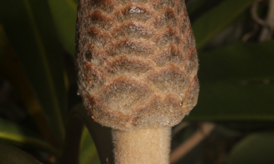 Stangeria eriopus