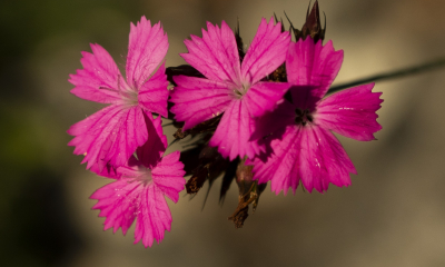 hvozdík kartouzek (Dianthus Carthusianorum)