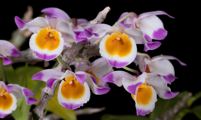 Dendrobium pendulum