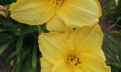 Hemerocallis hybr. CZ Janet