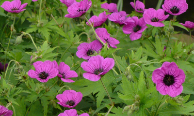 Geranium psilostemon