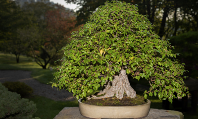 Carpinus koreana - habr korejský, Josef Panik