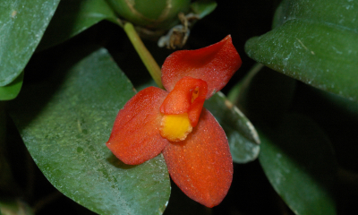 Maxillaria sophronitis
Pochází z hor Venezuely a severní Kolumbie, kde roste do výšky 1700 metrů. Mnoho horských orchidejí v tropické Americe má svítivě červené nebo oranžové květy, opylují je totiž drobní ptáci kolibříci, kteří se řídí zrakem, a zářivá červeň jim v mlhavých horských podmínkách usnadňuje hledání květů. 