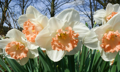 	Narcissus 'Mon Cheri'