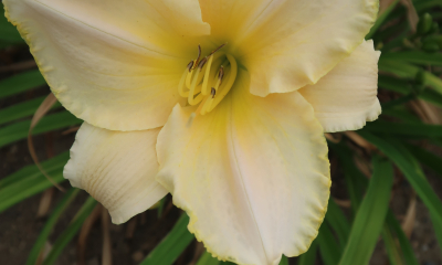 Hemerocallis hybr. Sahara Sands